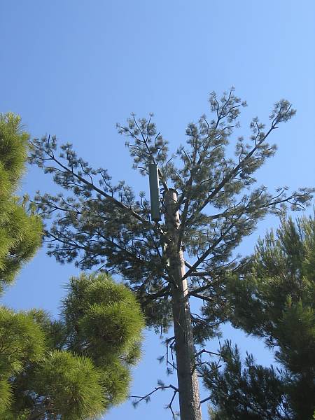 künstlicher Baum mit in den Ästen versteckten Antennen