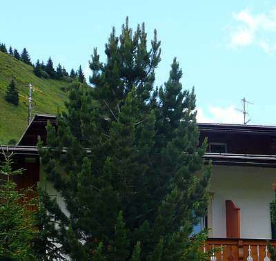 Die Antennen von Tim und Vodafone auf dem Hotel Cherz